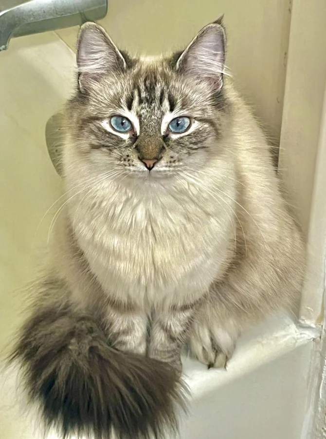 Кот на подоконнике