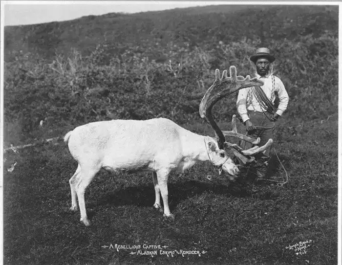 Использование оленей