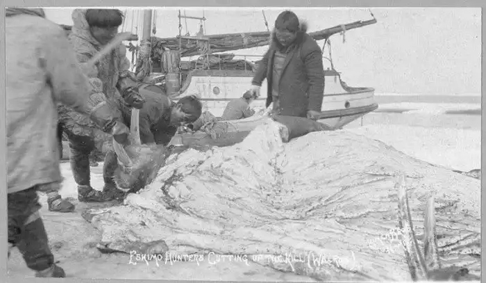 Разделка моржа