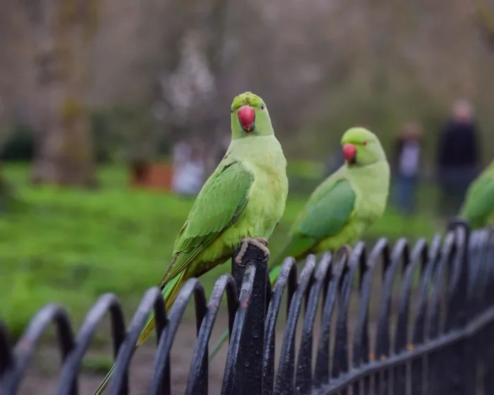 Зеленый попугай на ветке