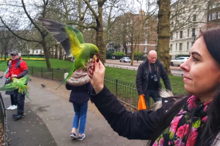 Попугай в городе