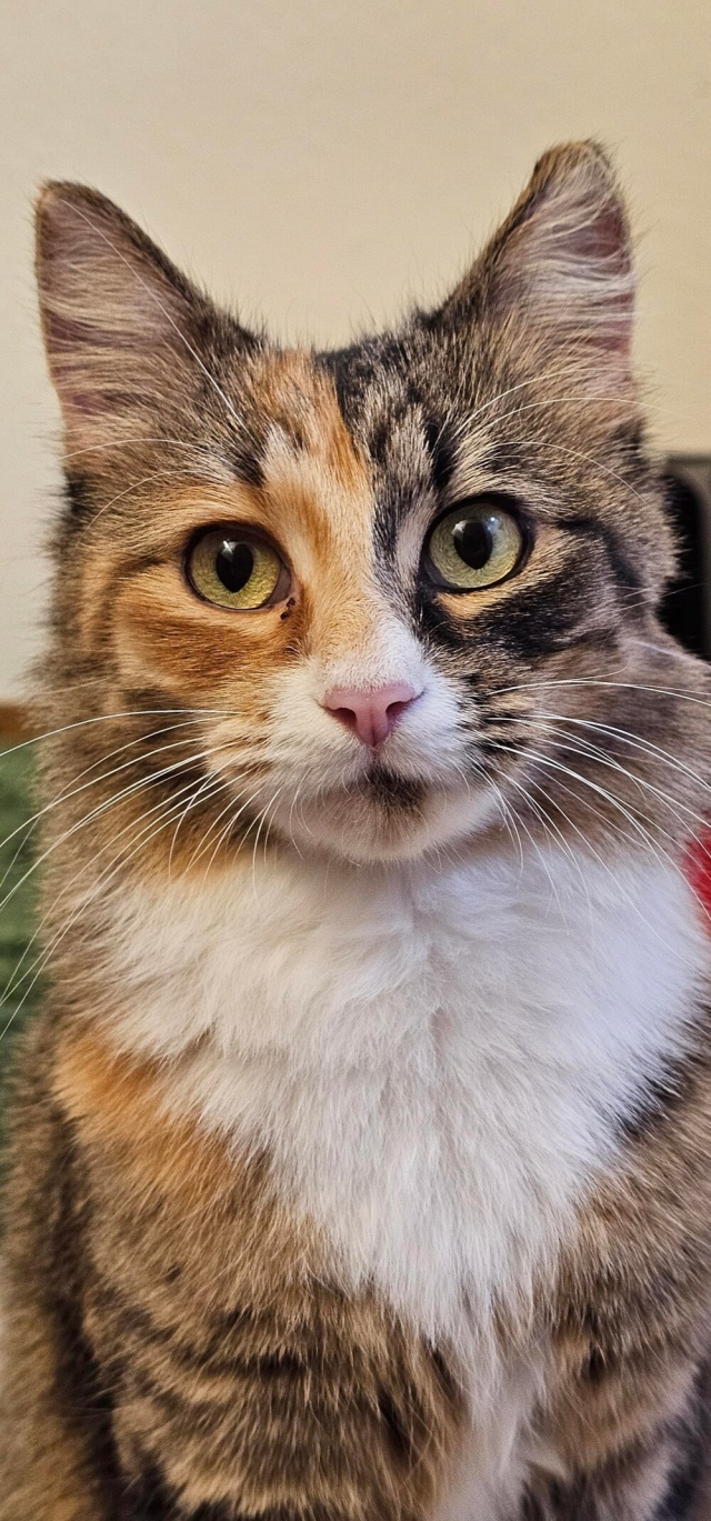 Умилительные и забавные моменты из жизни кошек