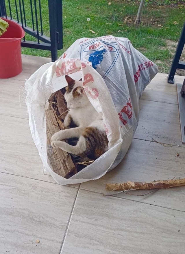 А сон нечаянно нагрянет, когда его совсем не ждёшь