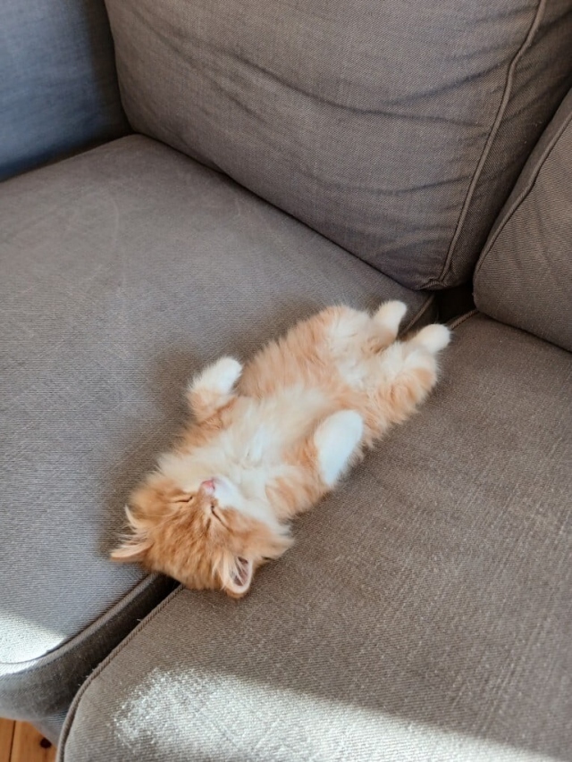 Даю уроки по ловле сновидений