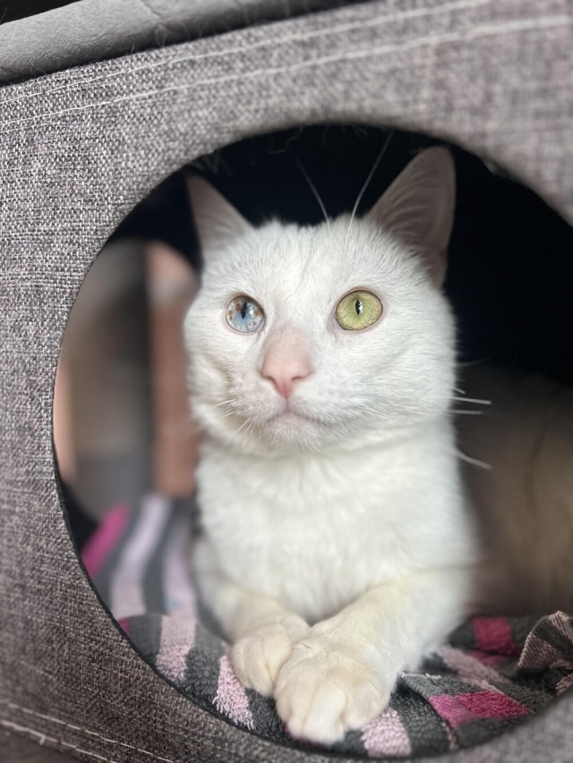 Эти невероятные глаза