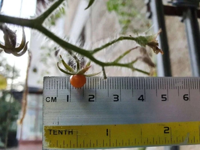 Крошечный помидор