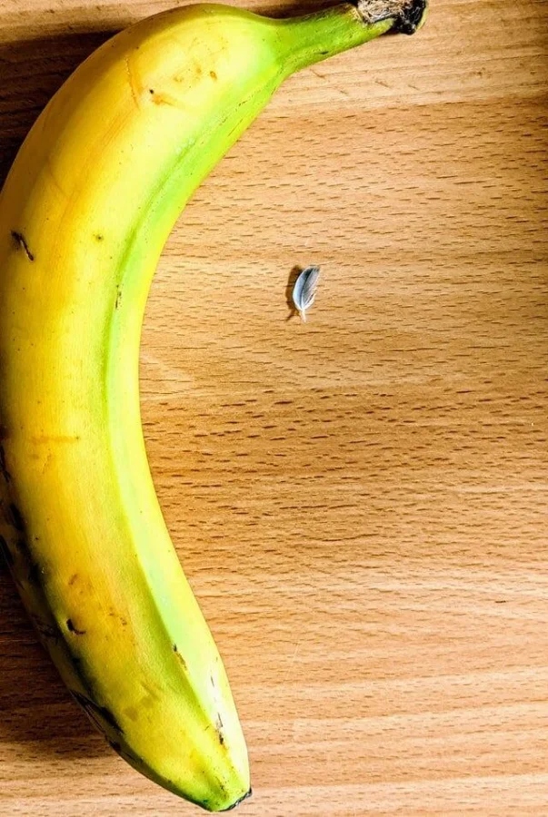 Перо и банан