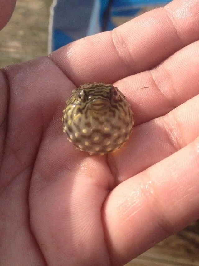 Маленький иглобрюх