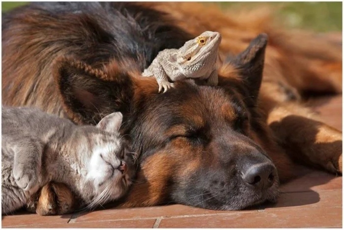 Трогательные истории дружбы между самыми разными животными