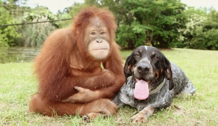 Трогательные истории дружбы между самыми разными животными