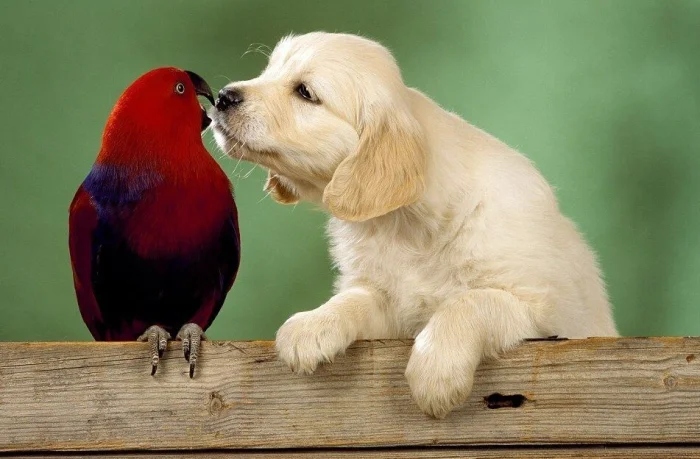 Трогательные истории дружбы между самыми разными животными