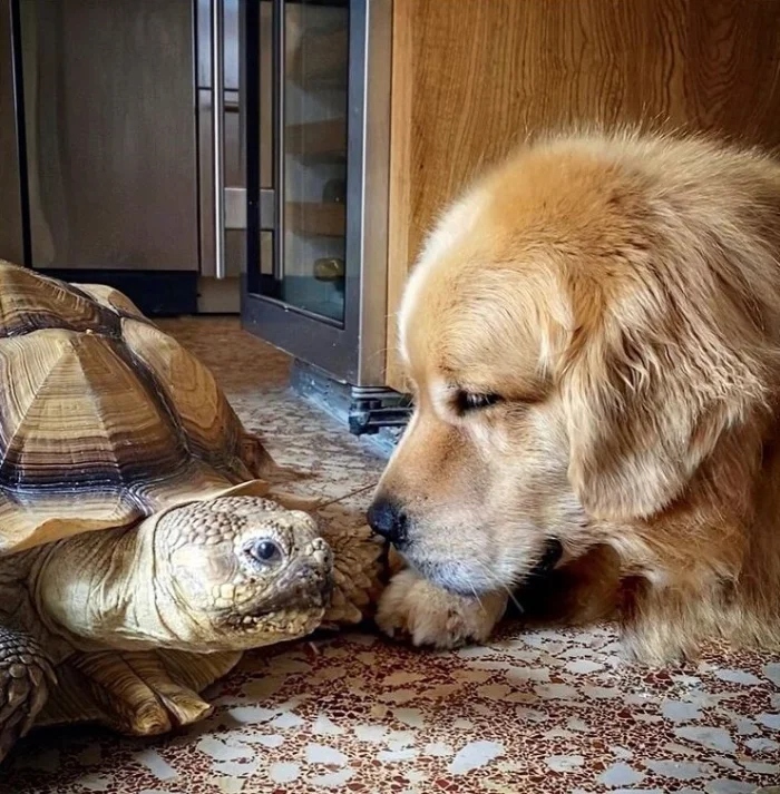 Трогательные истории дружбы между самыми разными животными