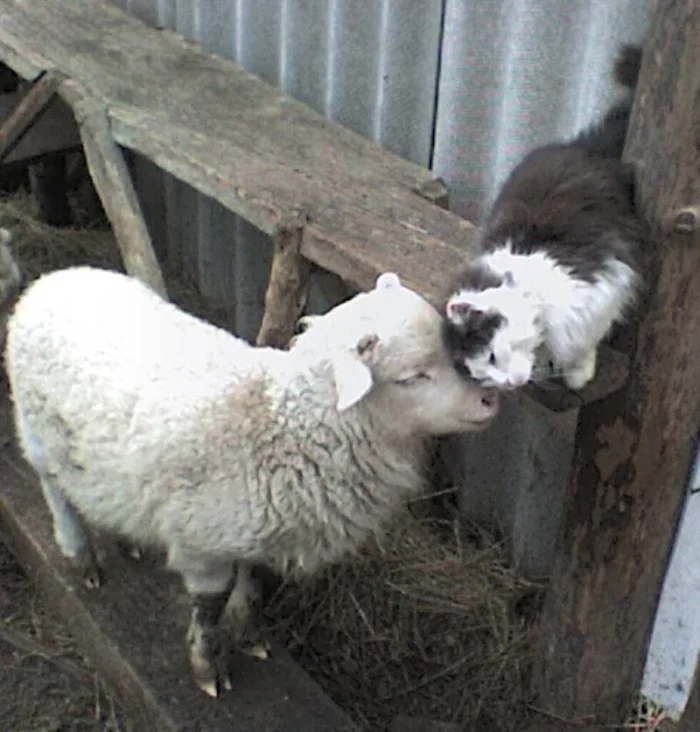 Трогательные истории дружбы между самыми разными животными