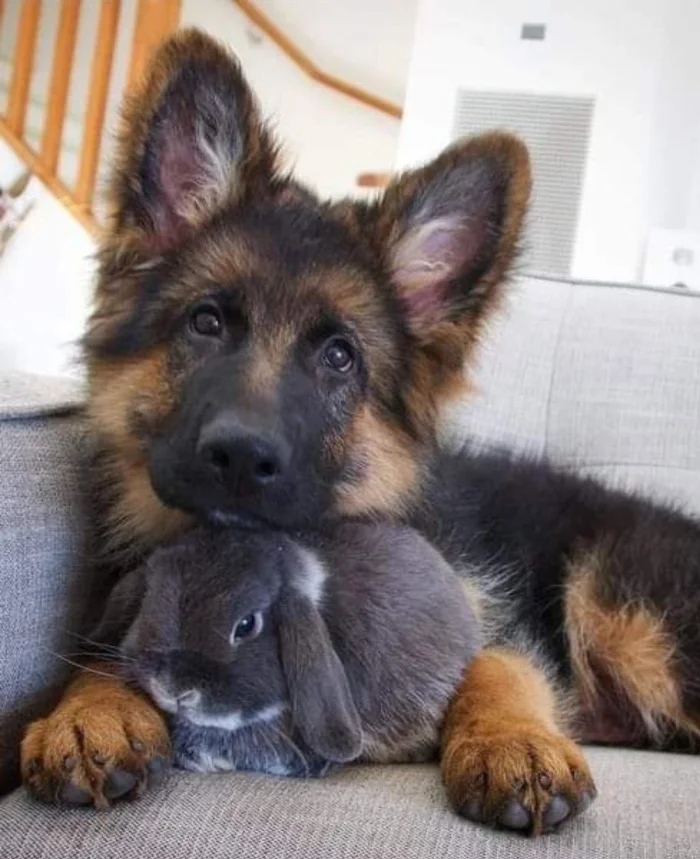 Трогательные истории дружбы между самыми разными животными