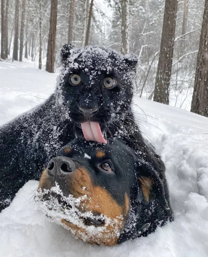 Трогательные истории дружбы между самыми разными животными