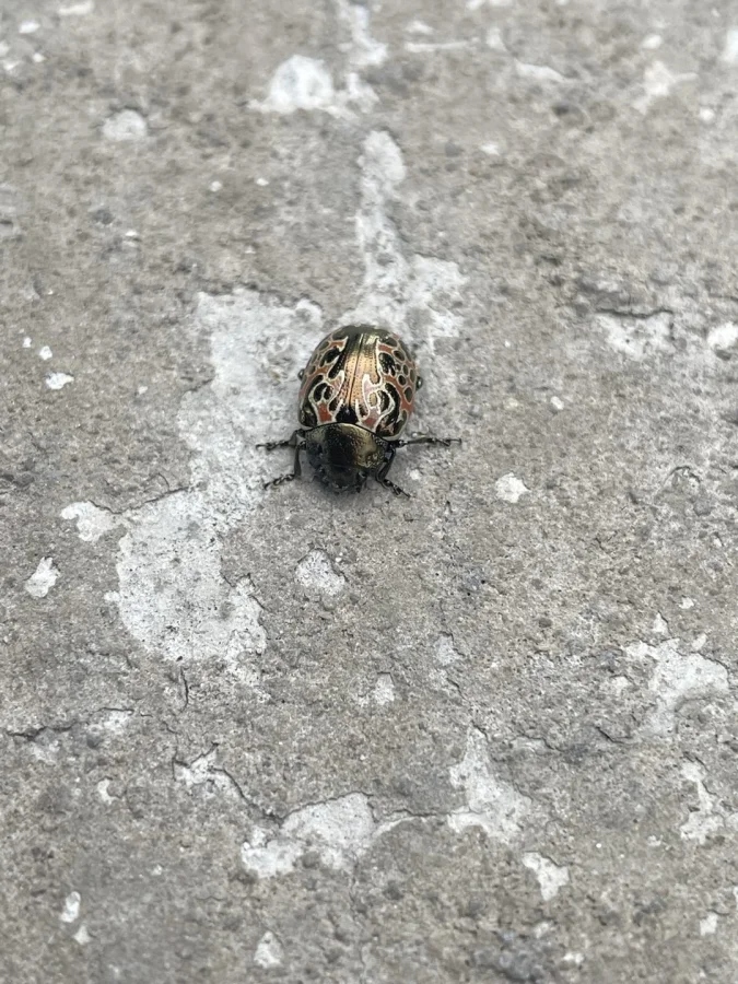 Не бойтесь их взгляда: удивительная красота безобидных насекомых