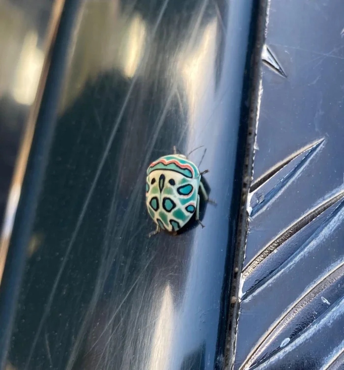 Не бойтесь их взгляда: удивительная красота безобидных насекомых