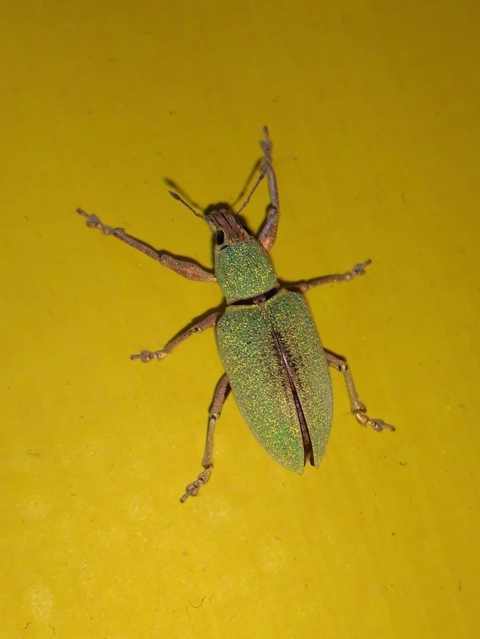 Не бойтесь их взгляда: удивительная красота безобидных насекомых