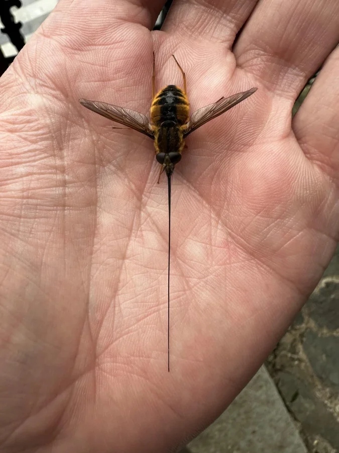 Не бойтесь их взгляда: удивительная красота безобидных насекомых