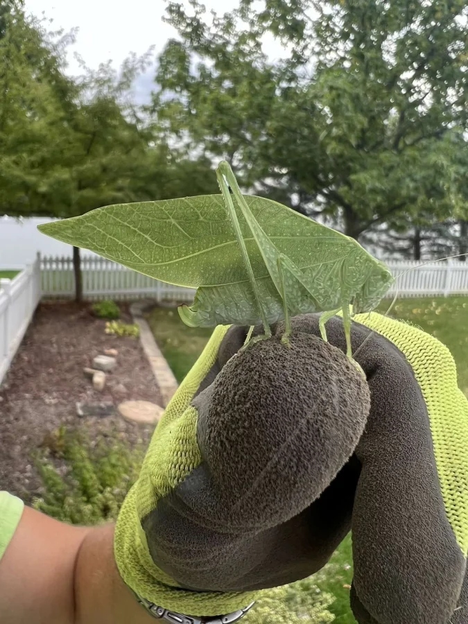 Не бойтесь их взгляда: удивительная красота безобидных насекомых
