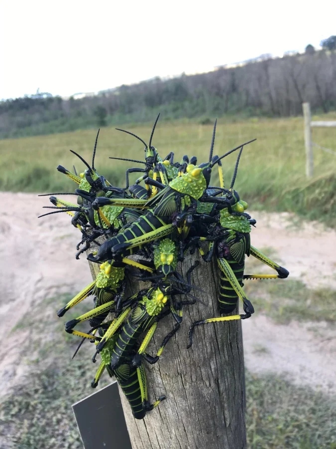 Не бойтесь их взгляда: удивительная красота безобидных насекомых