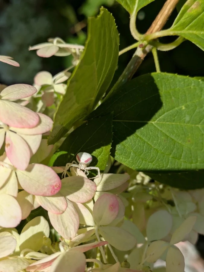 Не бойтесь их взгляда: удивительная красота безобидных насекомых
