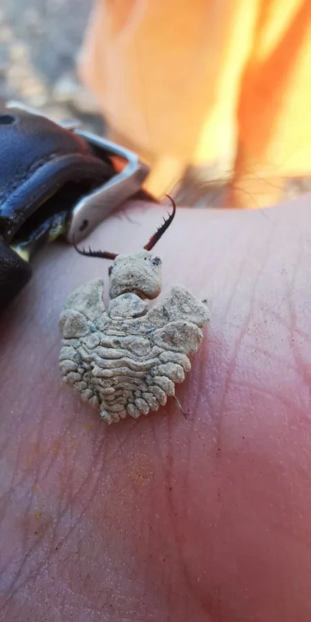 Не бойтесь их взгляда: удивительная красота безобидных насекомых