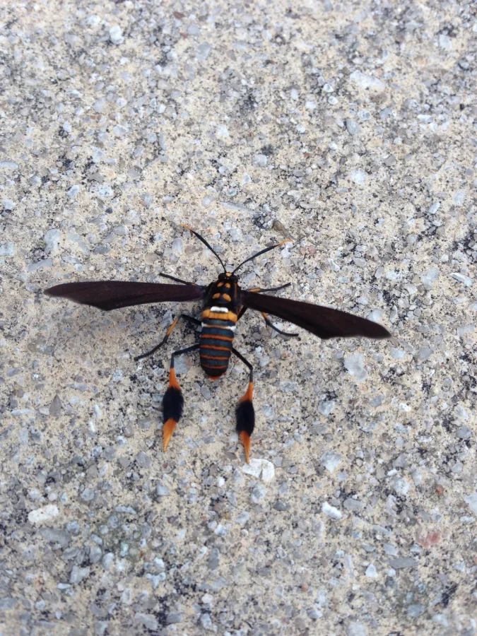 Не бойтесь их взгляда: удивительная красота безобидных насекомых