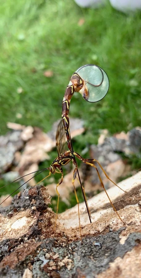 Не бойтесь их взгляда: удивительная красота безобидных насекомых