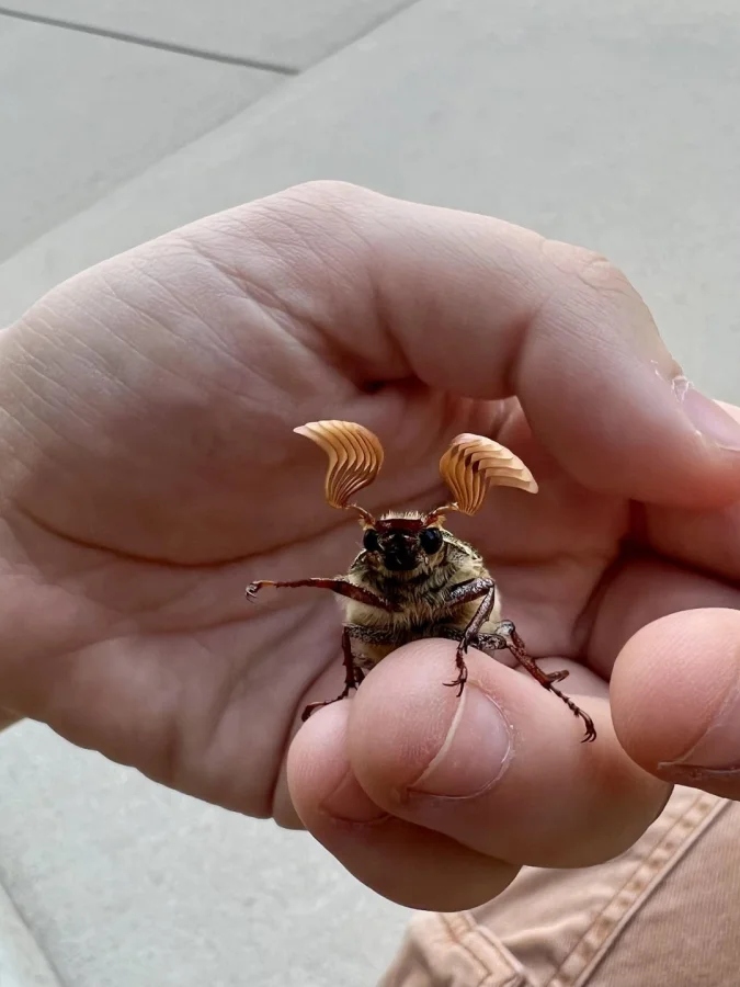 Не бойтесь их взгляда: удивительная красота безобидных насекомых