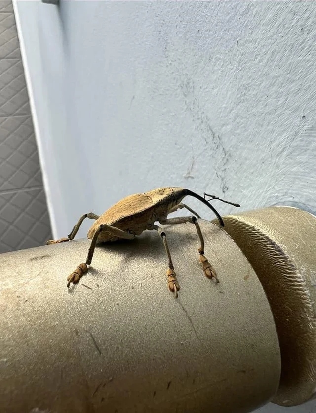 Не бойтесь их взгляда: удивительная красота безобидных насекомых