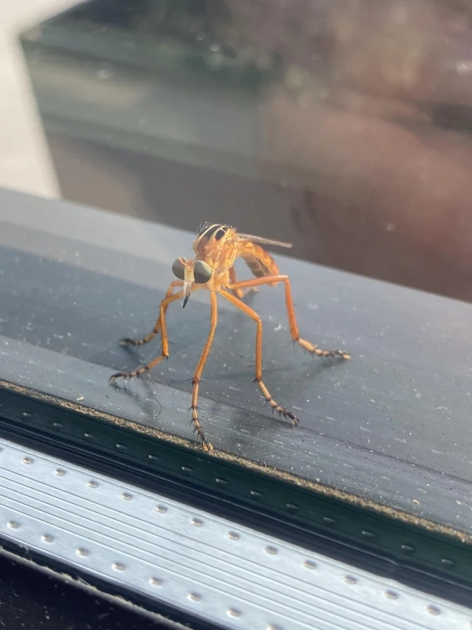 Не бойтесь их взгляда: удивительная красота безобидных насекомых