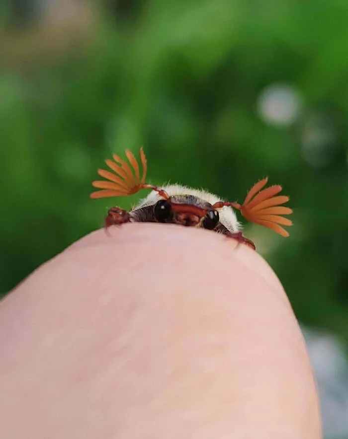 Не бойтесь их взгляда: удивительная красота безобидных насекомых