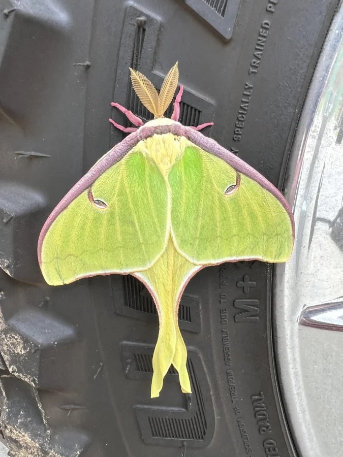 Не бойтесь их взгляда: удивительная красота безобидных насекомых