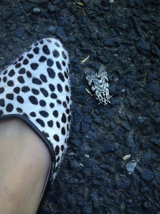 Не бойтесь их взгляда: удивительная красота безобидных насекомых