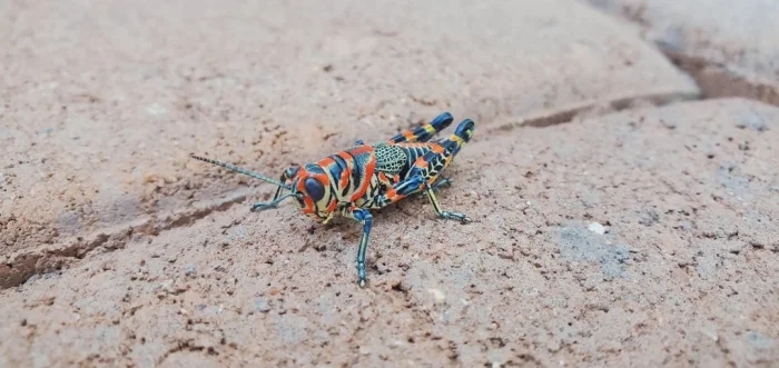 Не бойтесь их взгляда: удивительная красота безобидных насекомых