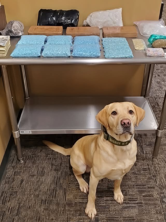 Полицейские собаки хвастаются своими находками на фото