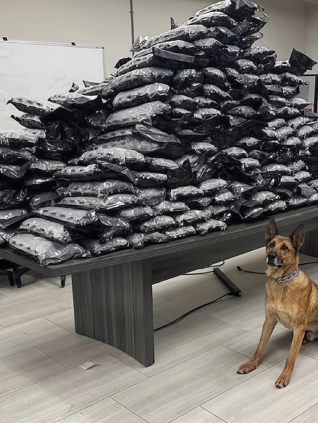 Полицейские собаки хвастаются своими находками на фото