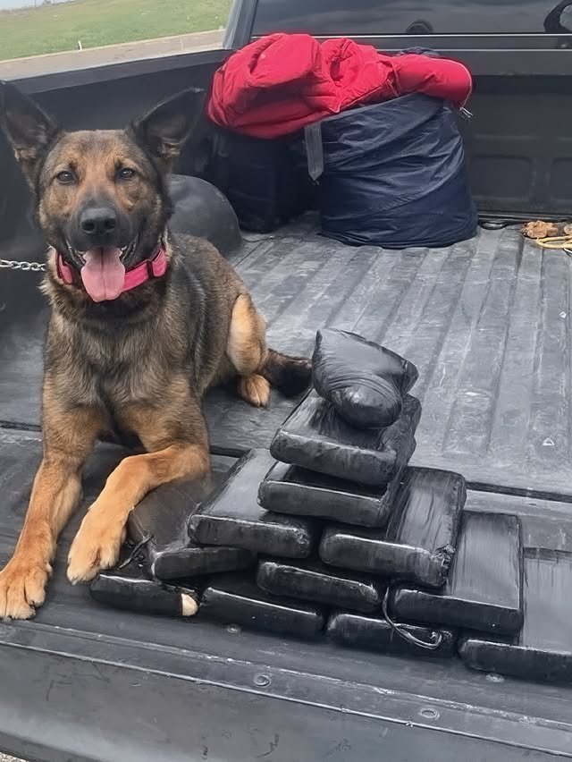 Полицейские собаки хвастаются своими находками на фото