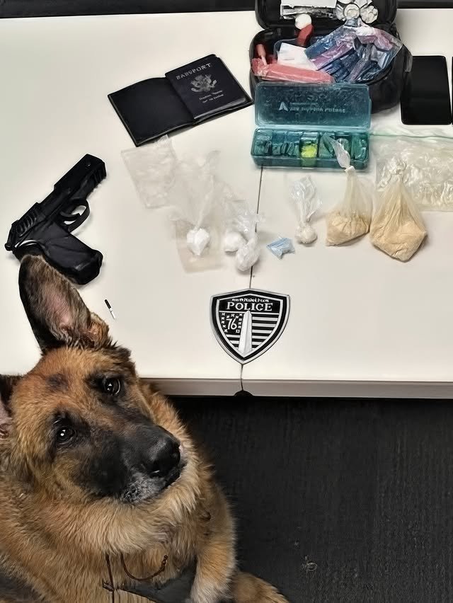 Полицейские собаки хвастаются своими находками на фото