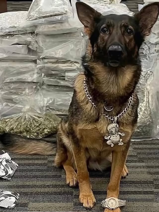 Полицейские собаки хвастаются своими находками на фото