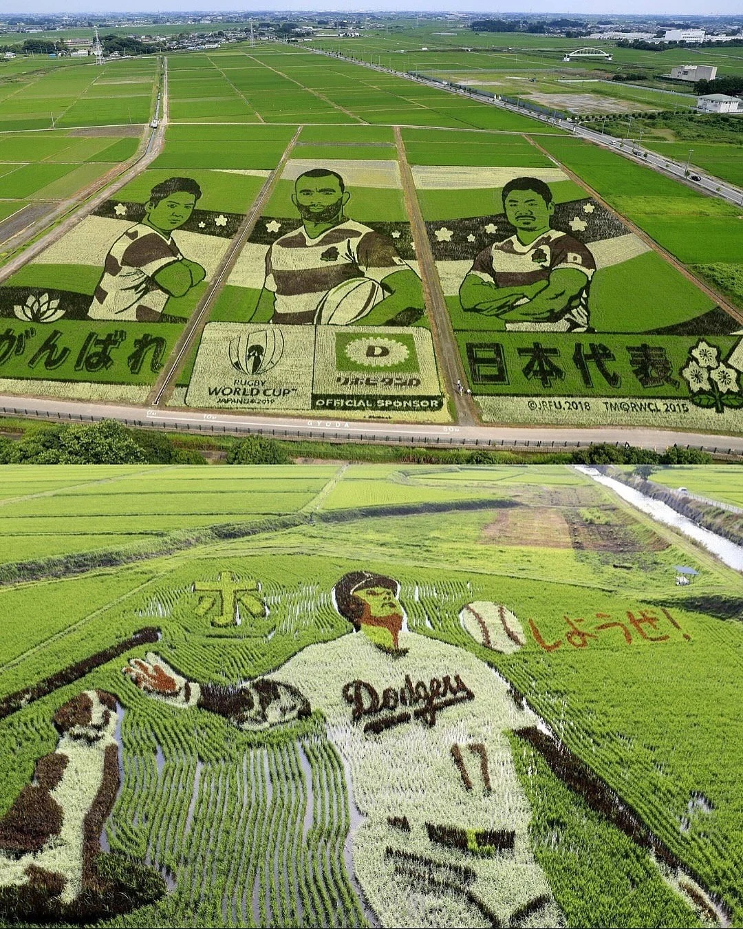 Живые картины: как рисовые поля в Японии превращаются в произведения искусства